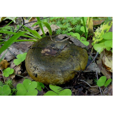 Мицелий Груздя черного / Груздь еловый черный (Lactarius necator)